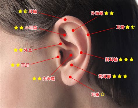 耳垂厚適合打耳洞嗎|釘耳窿懶人包｜穿耳骨、耳垂等哪個位置最痛？｜附穿耳發炎護理方法及打耳洞 